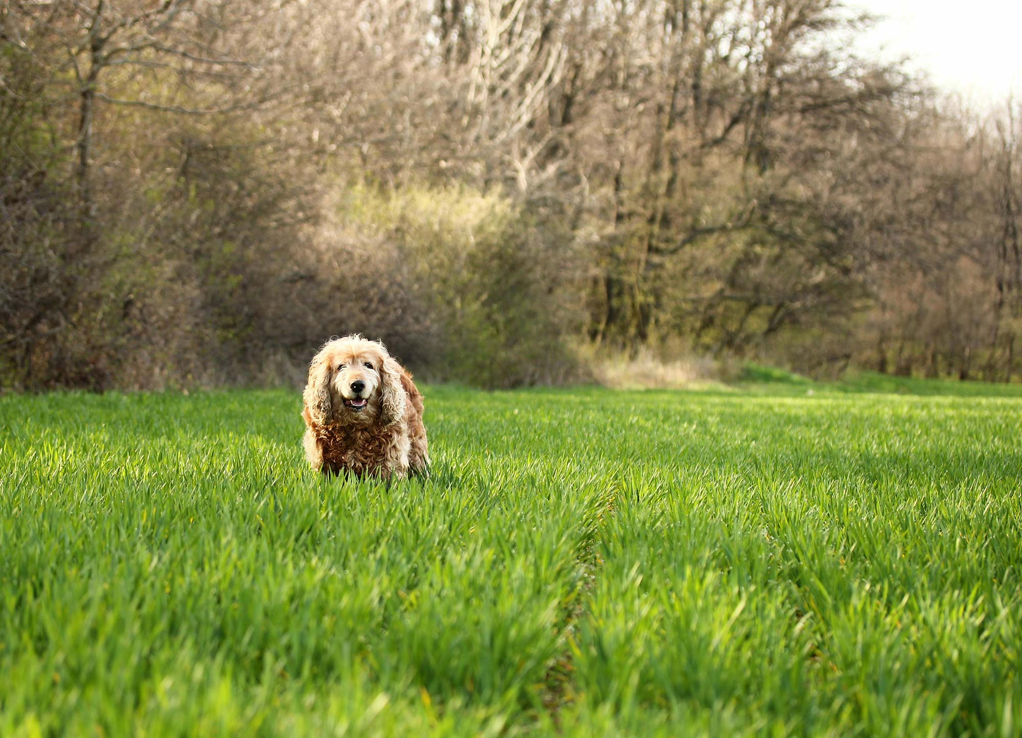 Accommodation with dogs - Gut Pohnstorf
