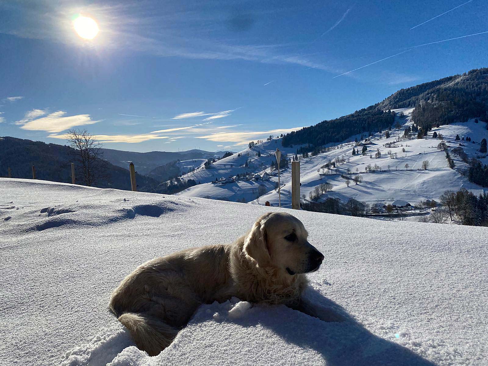 Accommodation with dog