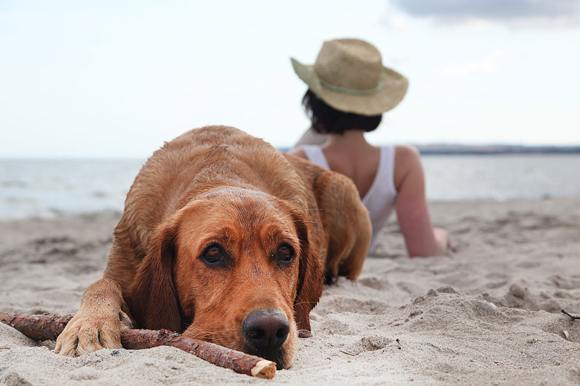 holiday-with-dog-binz-ruegen-villa-hygge