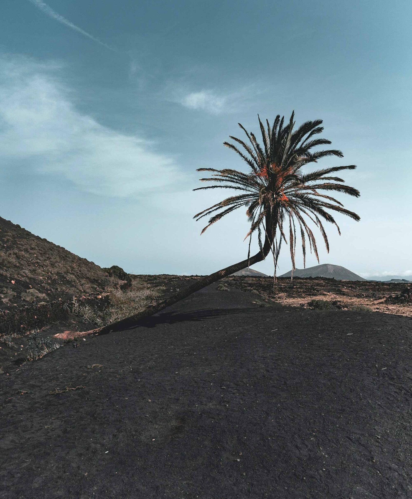 Schiefe Palme wächst auf schwarzem Vulkanboden mit Vulkankegel im Hintergrund
