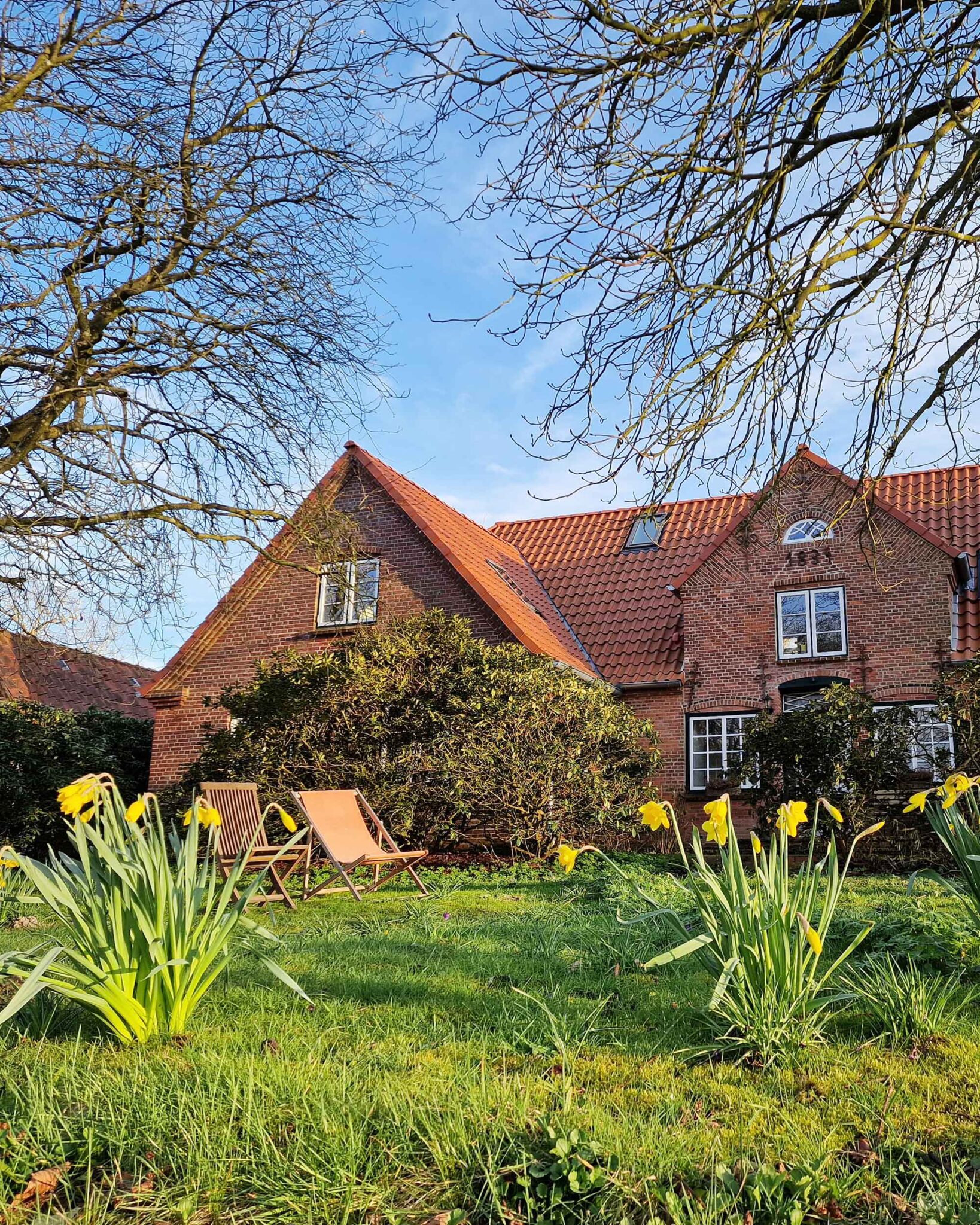 Historisches rotes Ziegelgebäude des Ferienhauses Tetenbüllerbü mit Liegestühlen im Garten, blühenden Narzissen und kahlen Bäumen im Frühling