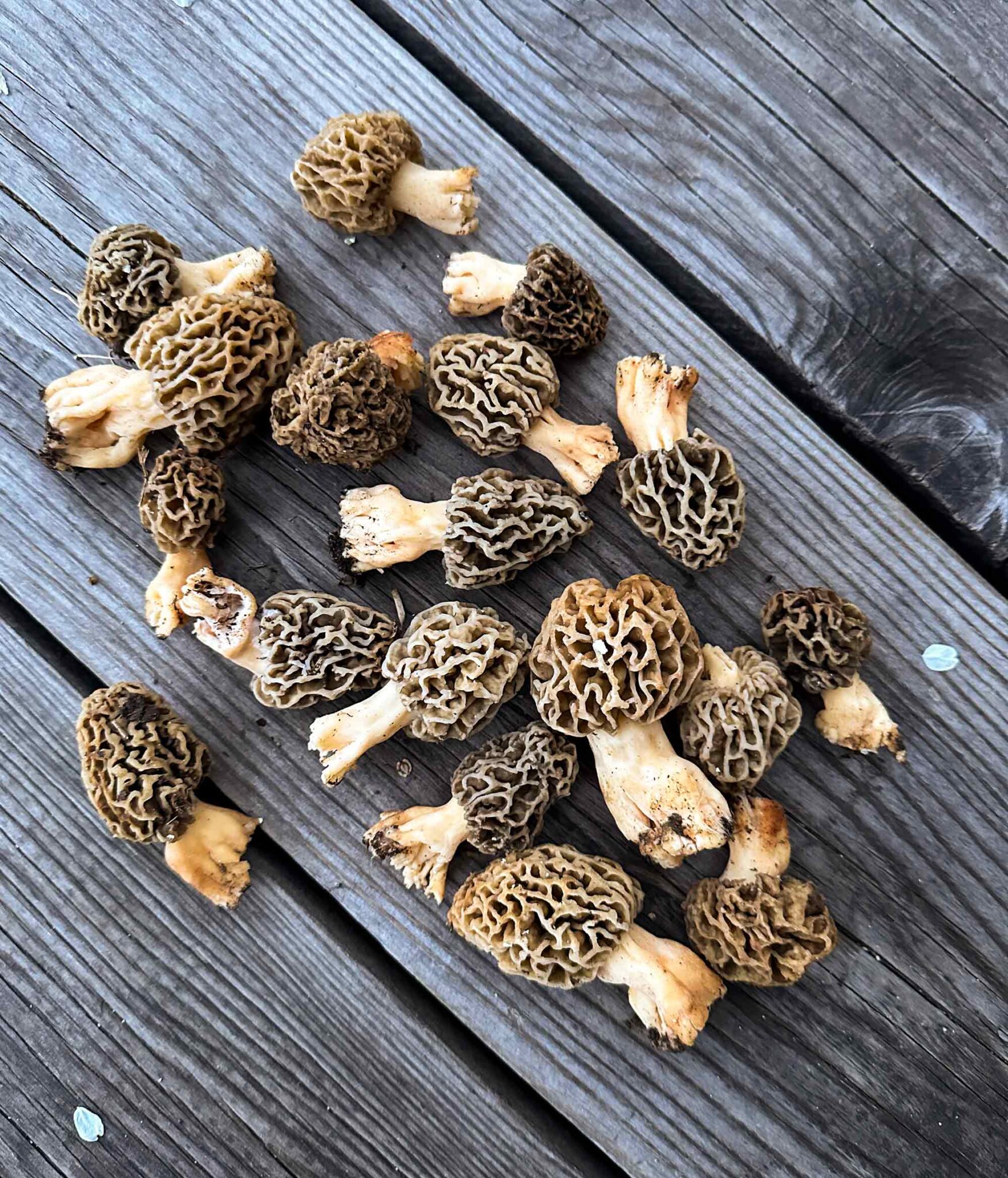 Frisch gesammelte Morcheln auf einem Holztisch vor dem Josihaus in Martisberg – Symbol für Naturerlebnisse rund um das Ferienhaus im Wallis