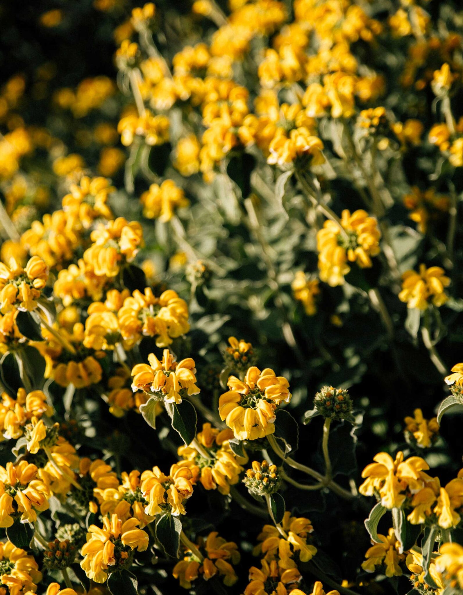 Blumenbeet