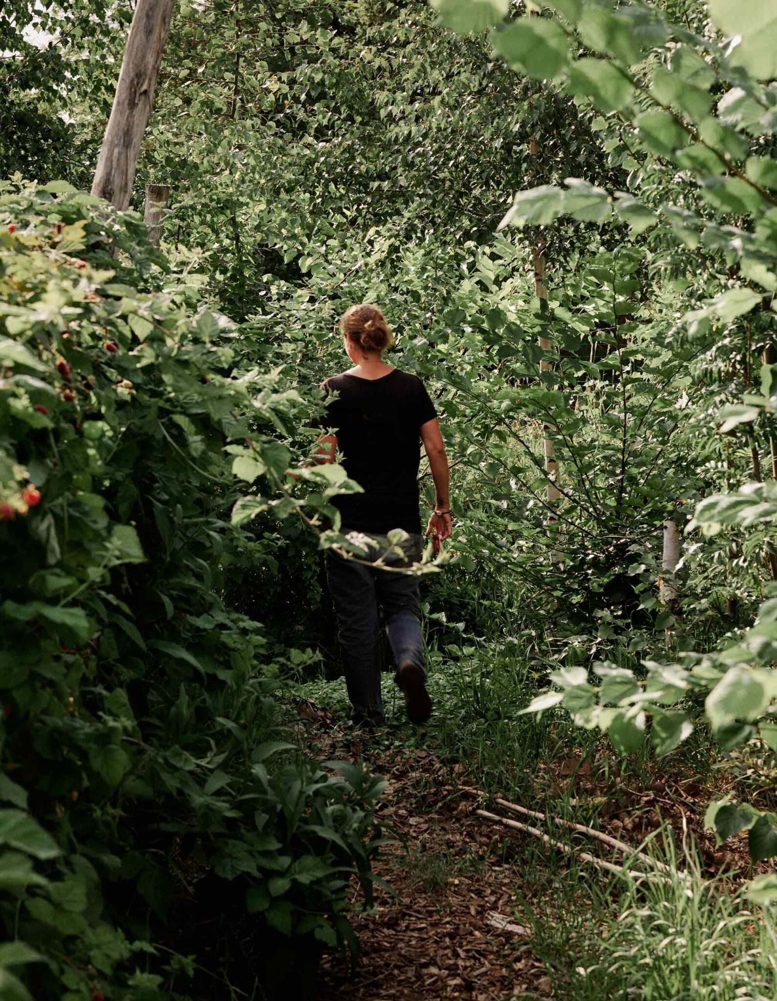 Person geht durch dicht bewachsenen Gartenweg mit Beerensträuchern auf der Michelberger Farm