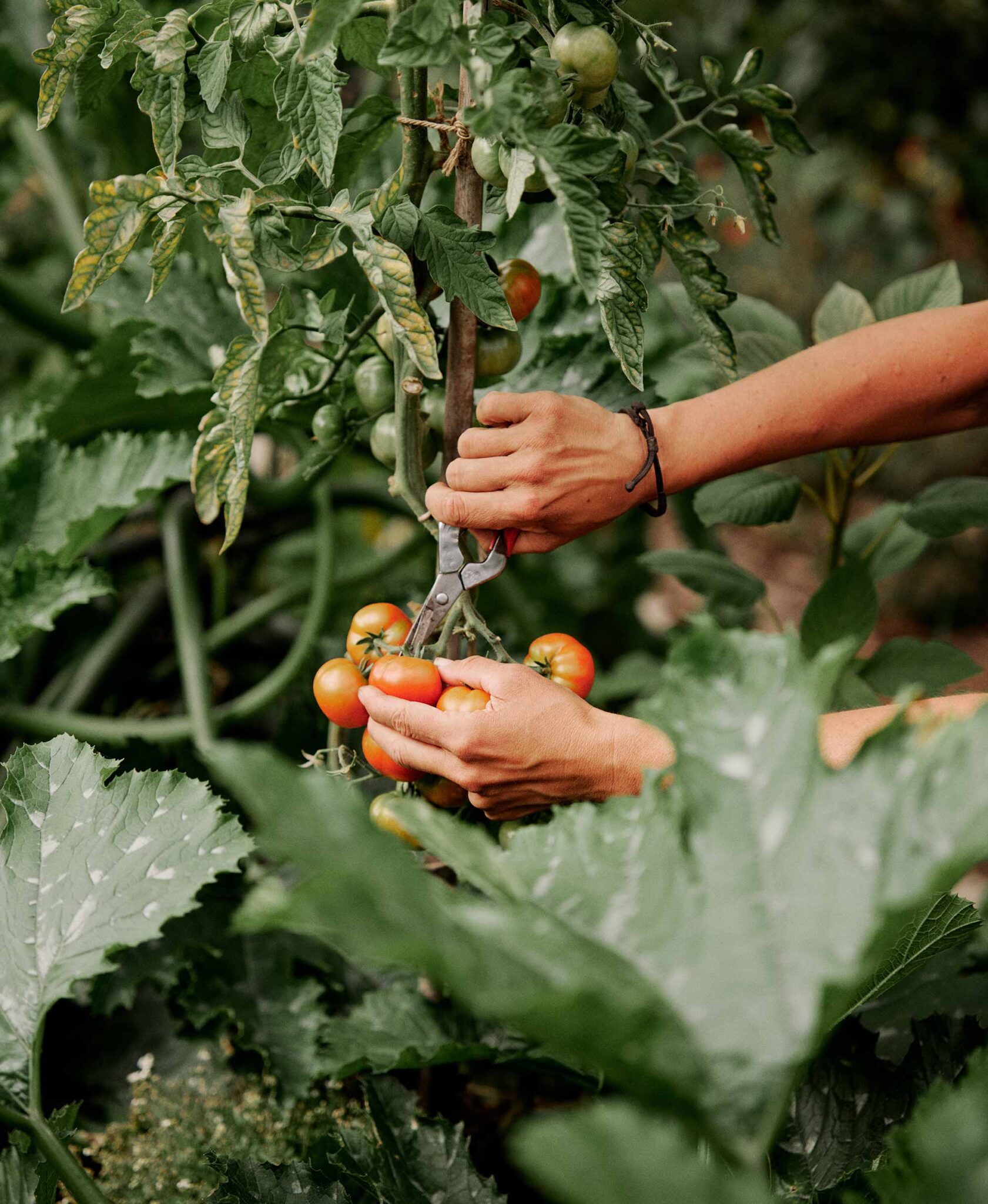 Hände ernten reife Tomaten von der Pflanze im Garten der Michelberger Farm
