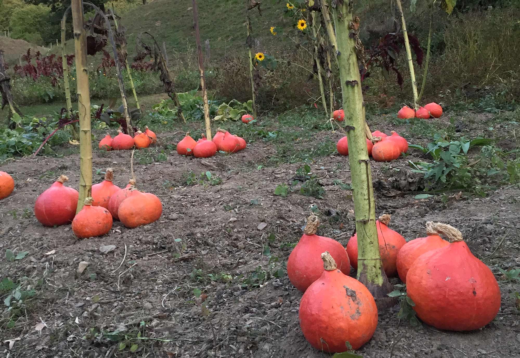 Reife orangefarbene Hokkaidokürbisse im Gemüsegarten des Bio- und Kulturhofs Mucherwiese