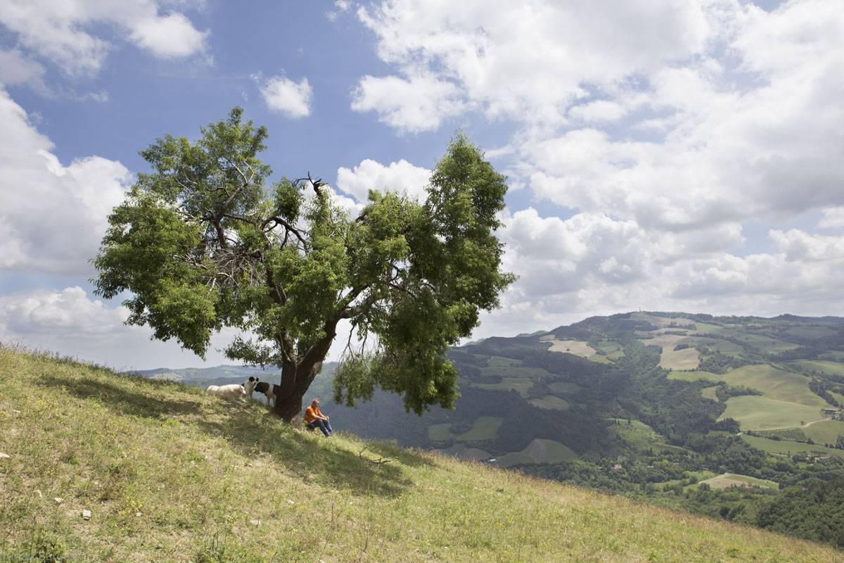 Mann mit Hund und Schafen unter einem Baum in einer italienischen Hügellandschaft