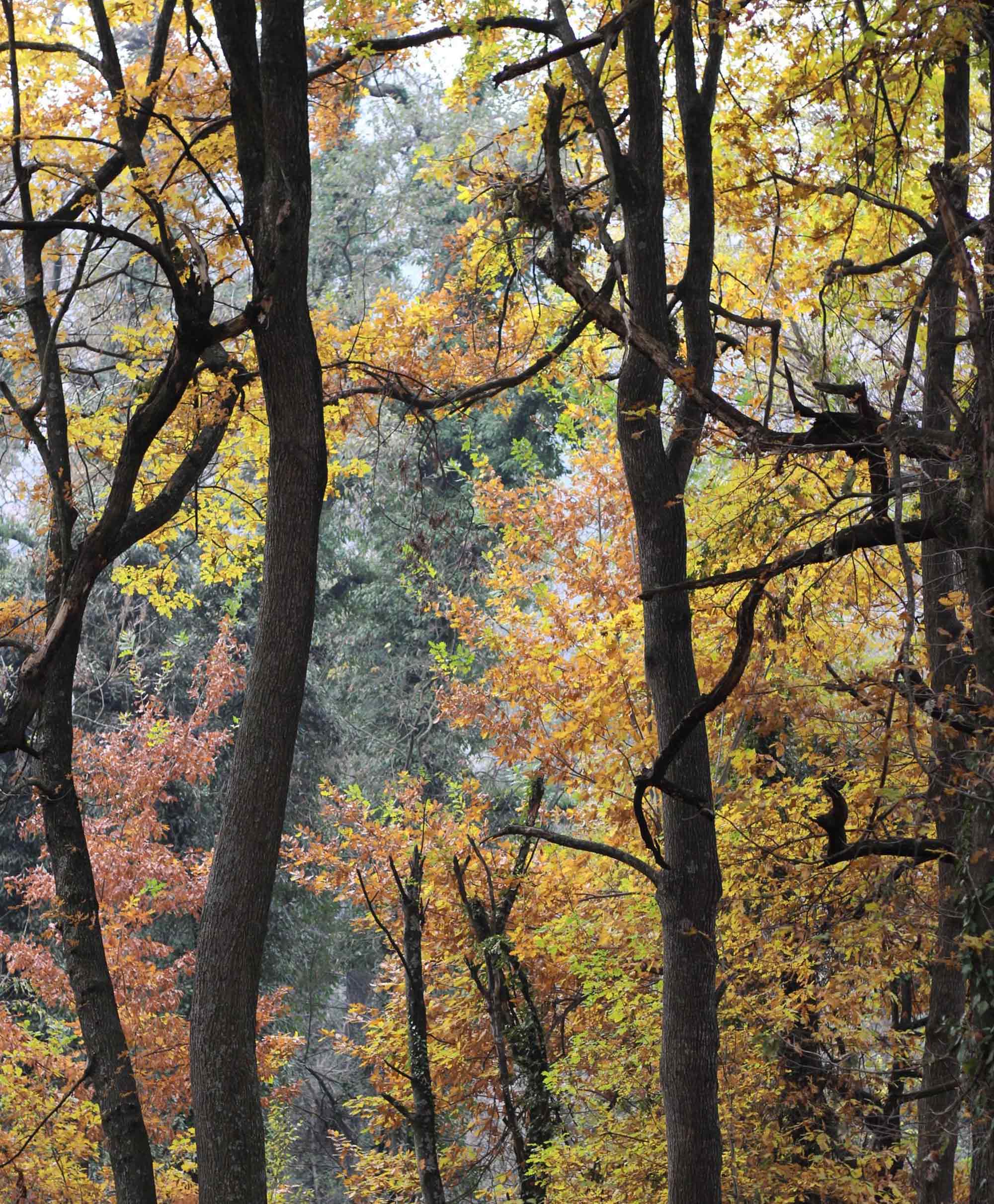 Goldener Herbst