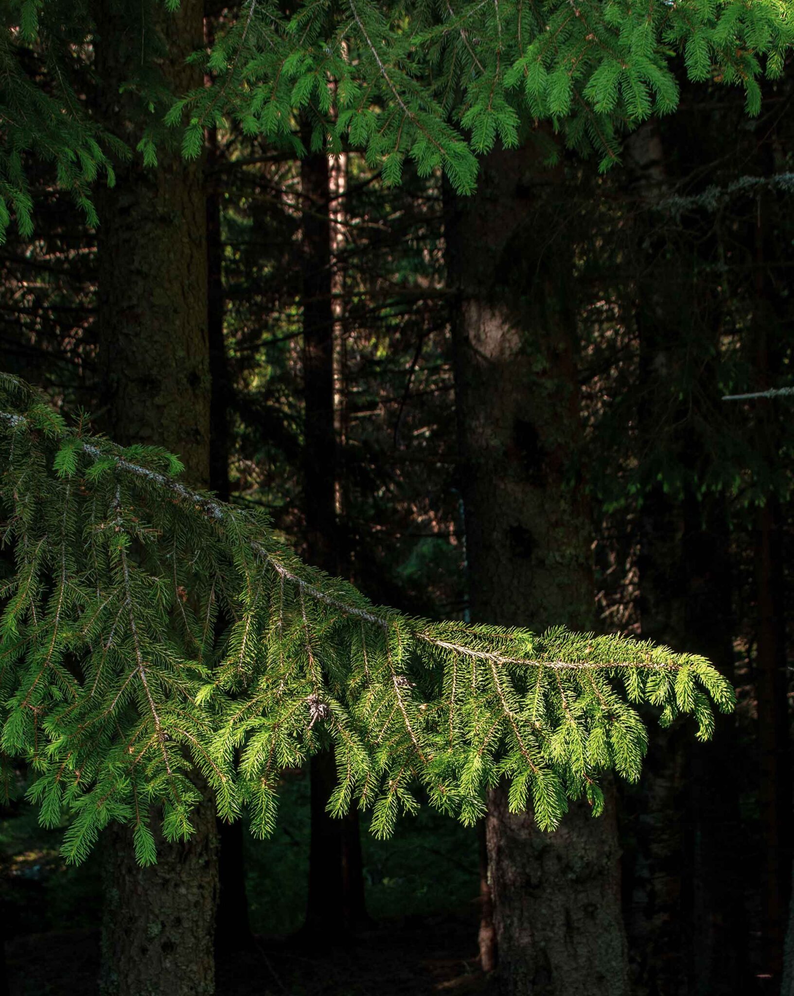 Nahaufnahme Wald