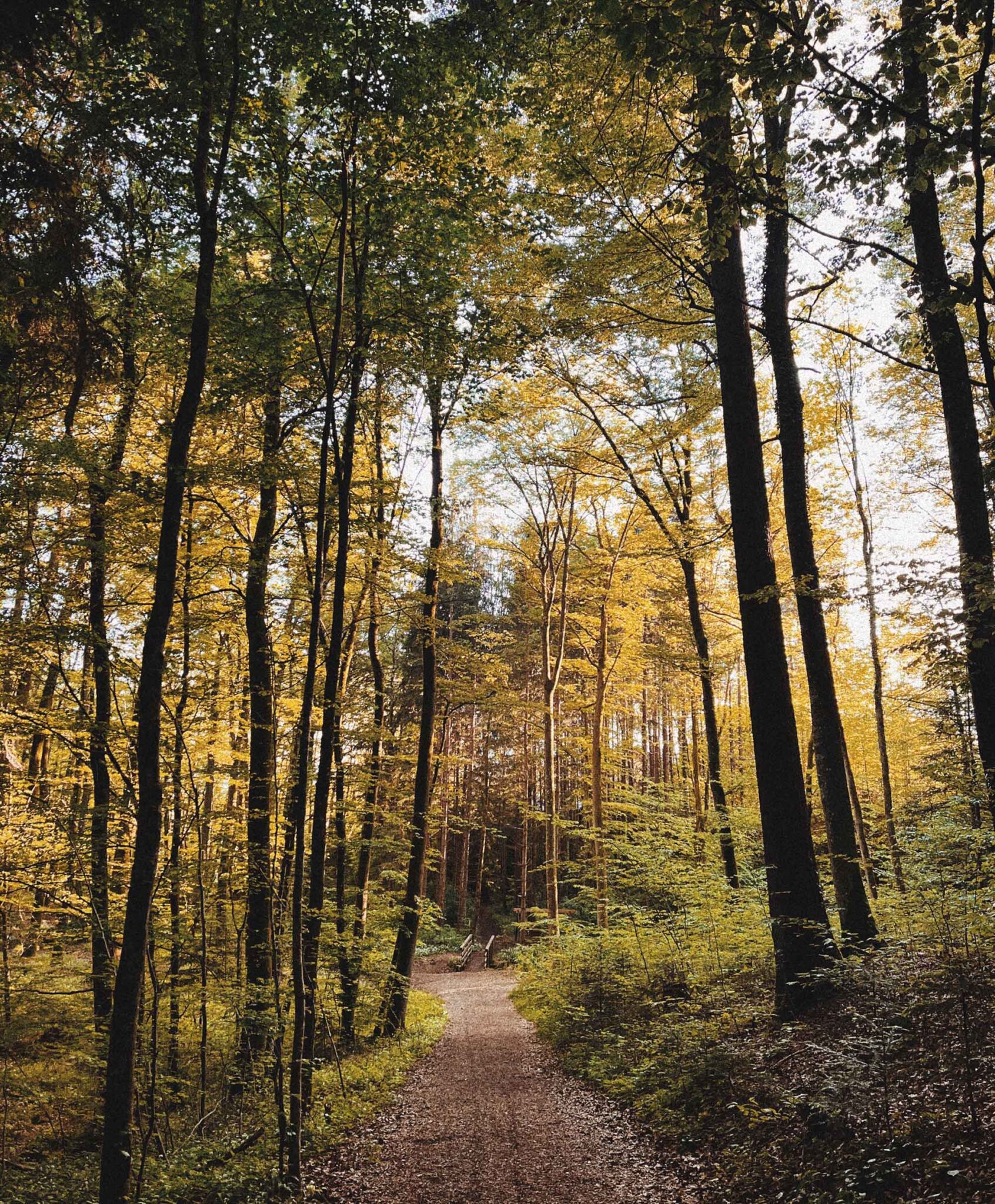 Den Wald für sich entdecken