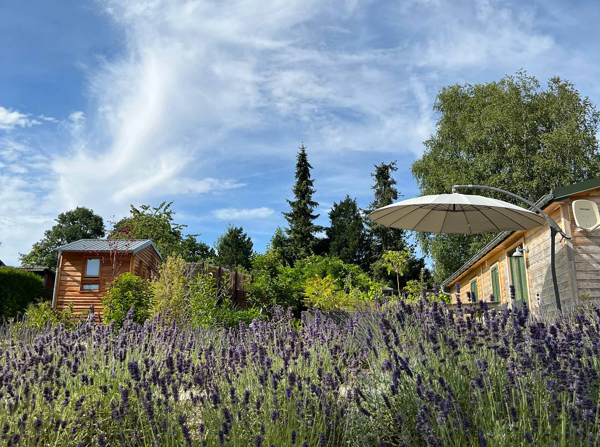Blick über ein blühendes Lavendelfeld auf die Holzhäuser des Ferienhauses Waldhauszeit in Mücke, Hessen
