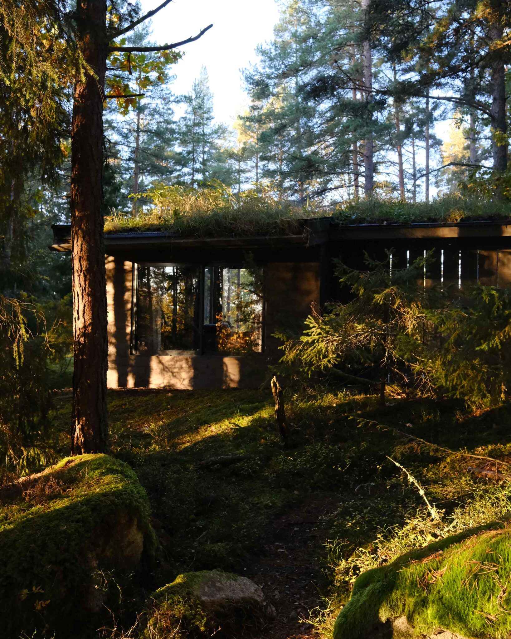 Glamping-Hütte mit begrüntem Dach versteckt zwischen Kiefern im schwedischen Wald bei Linköping, Östergötland