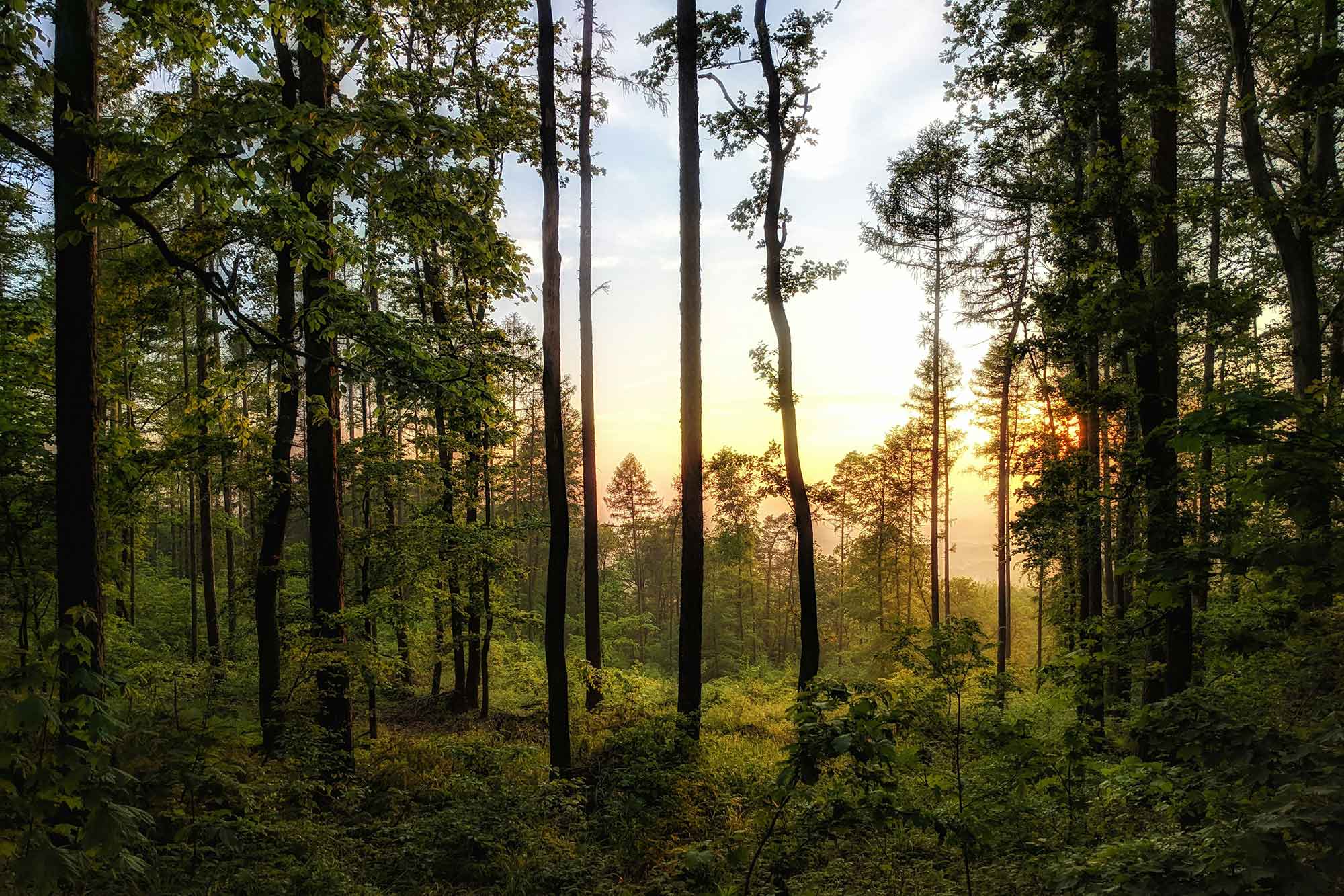 Abendlicht fällt durch jahrhundertealte Bäume im Białowieża-Urwald an der Grenze zwischen Polen und Belarus
