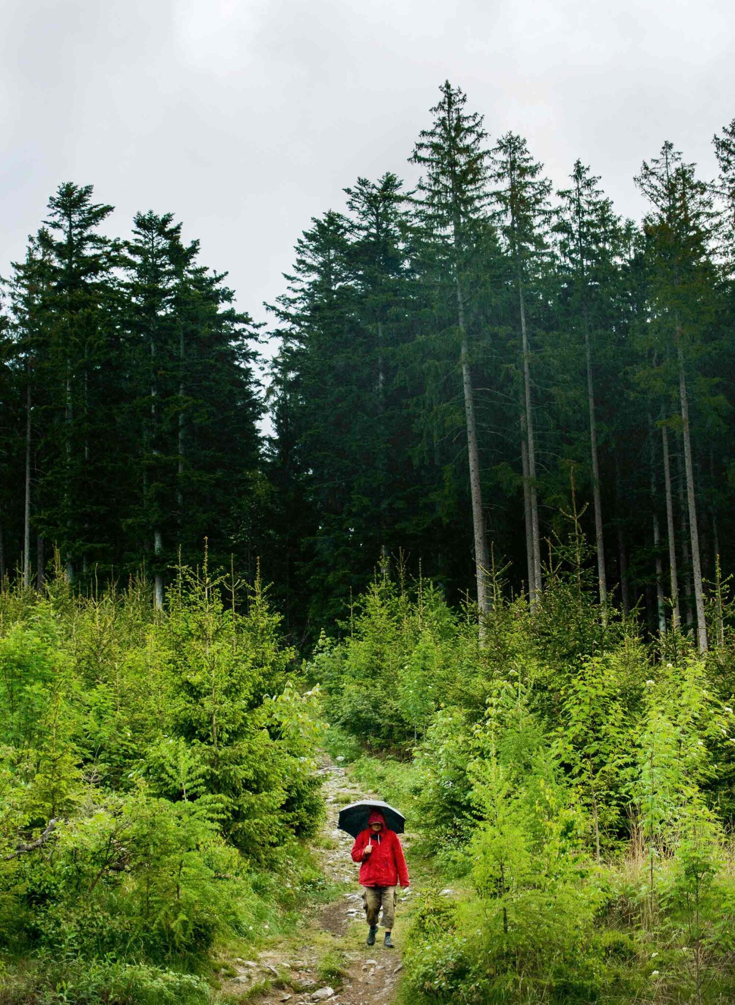 Wanderer mit rotem Regenmantel und Schirm auf einem Pfad durch die dichten Fichtenwälder des Böhmerwalds