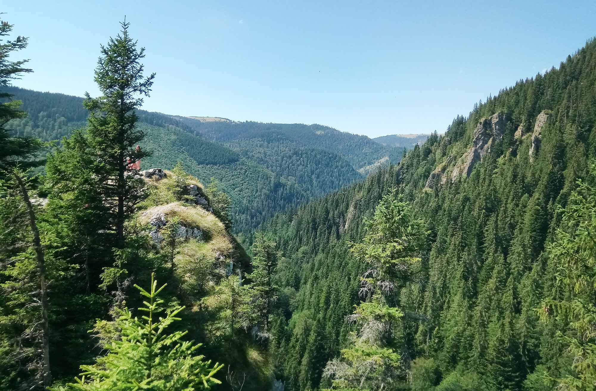 Dichter Tannenwald in einem Tal der rumänischen Karpaten, Blick von einem Felsvorsprung