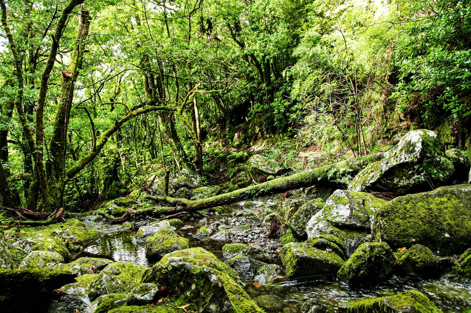 Moosbewachsene Felsen und ein klarer Bach im Laurisilva-Wald auf Madeira