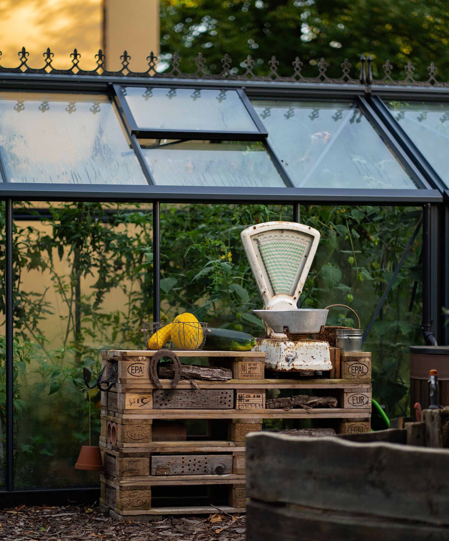 Gewächshaus mit Palettenregal, alter Waage, Zucchini, gelbem Kürbis und Insektenhotel