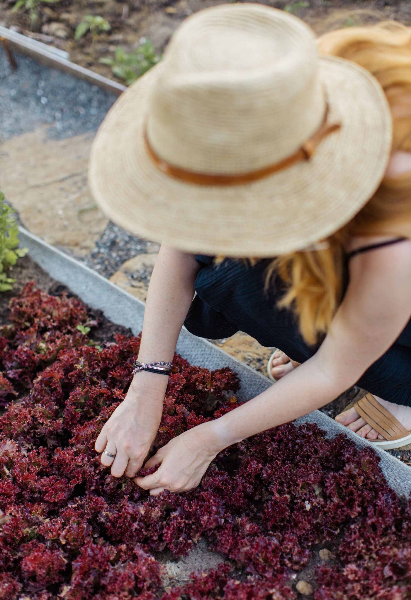 Frau mit Strohhut erntet roten Blattsalat aus einem Hochbeet