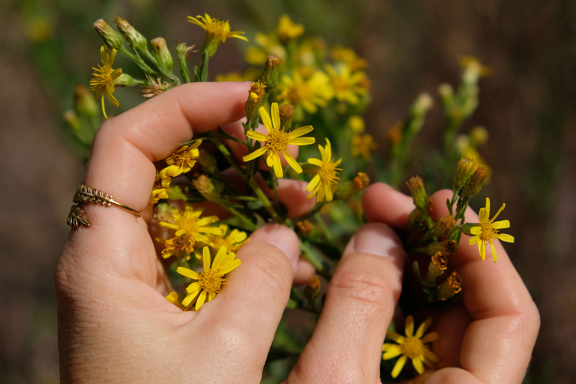 üppige-Blumen